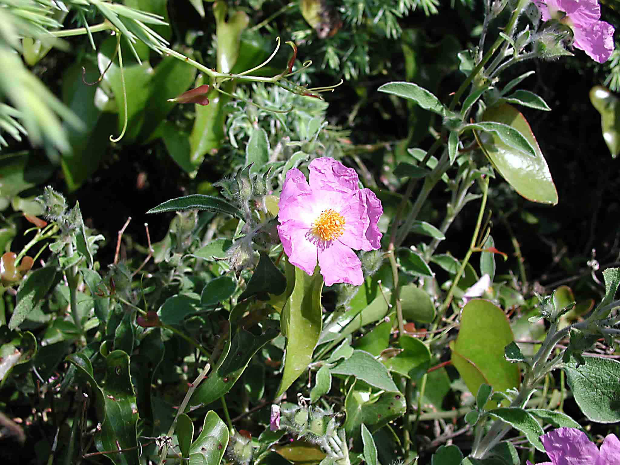 Macchia med. Cistus incanus